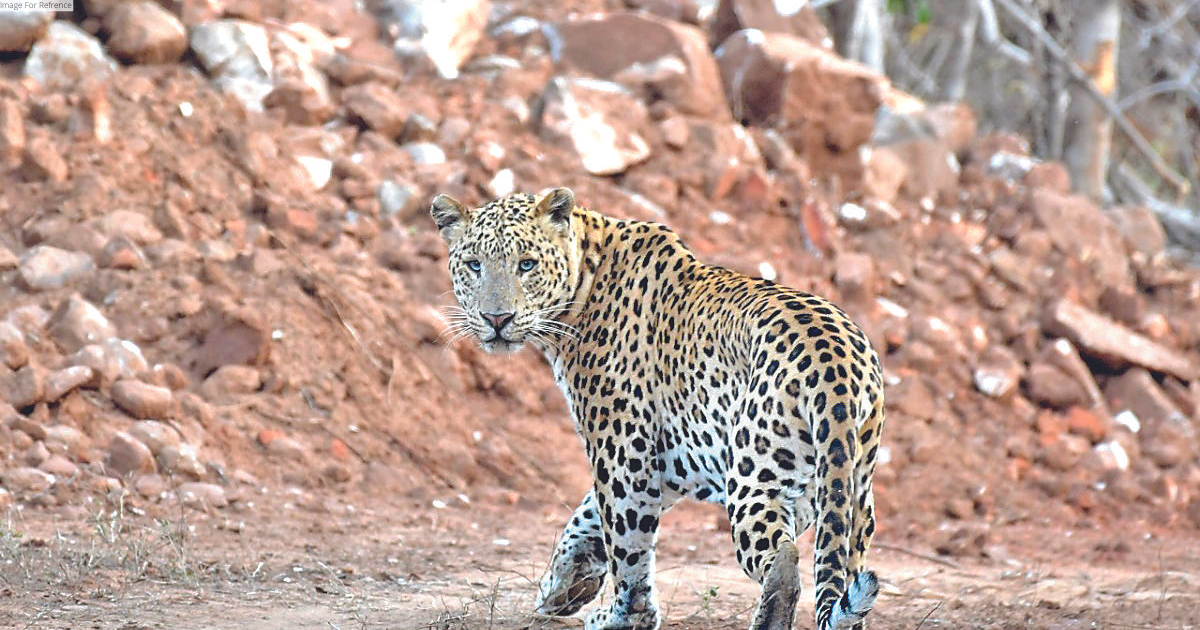 GOVT MAY DECLARE JAIPUR AS LEOPARD CAPITAL OF THE WORLD